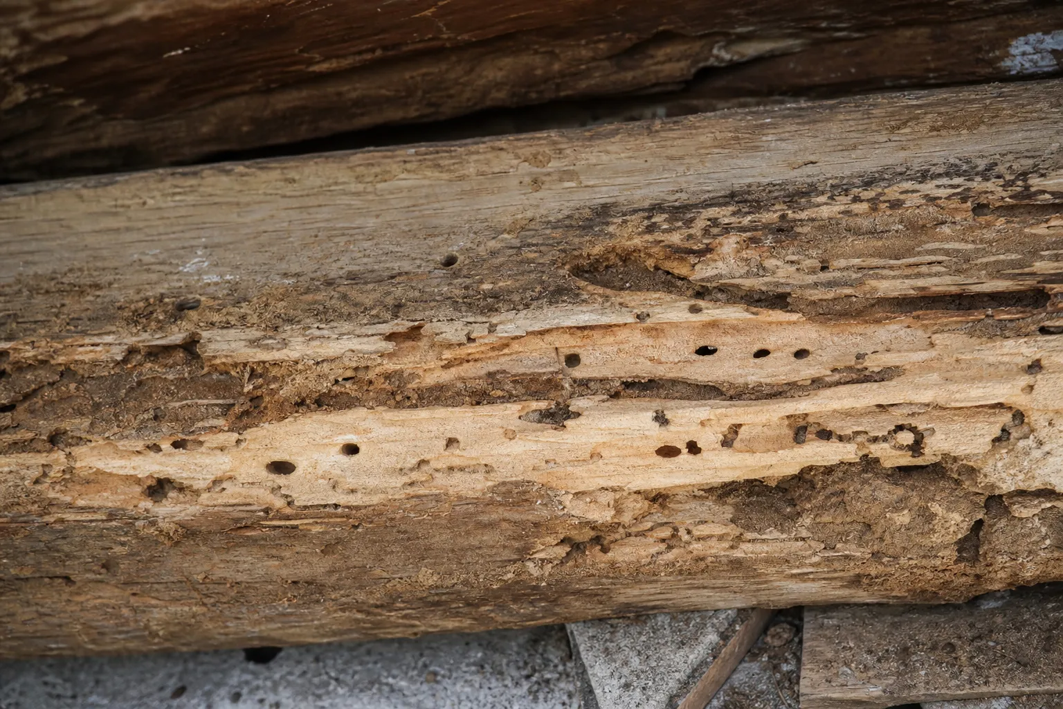 Poutre en bois de charpente creusée par des termites avec galeries visibles