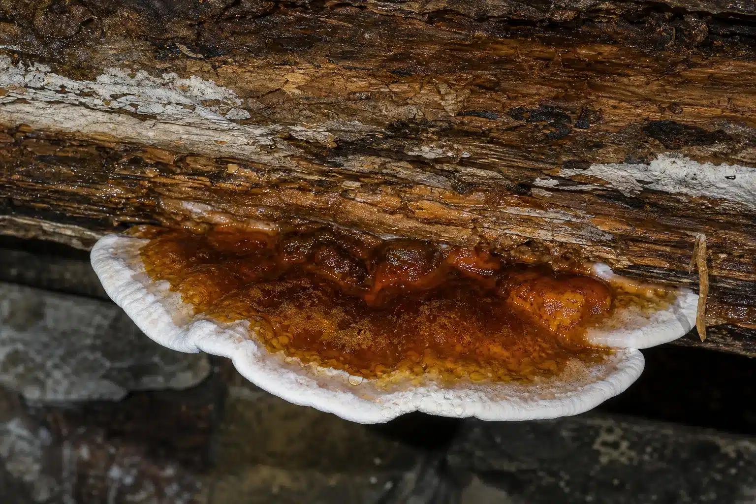 mérule