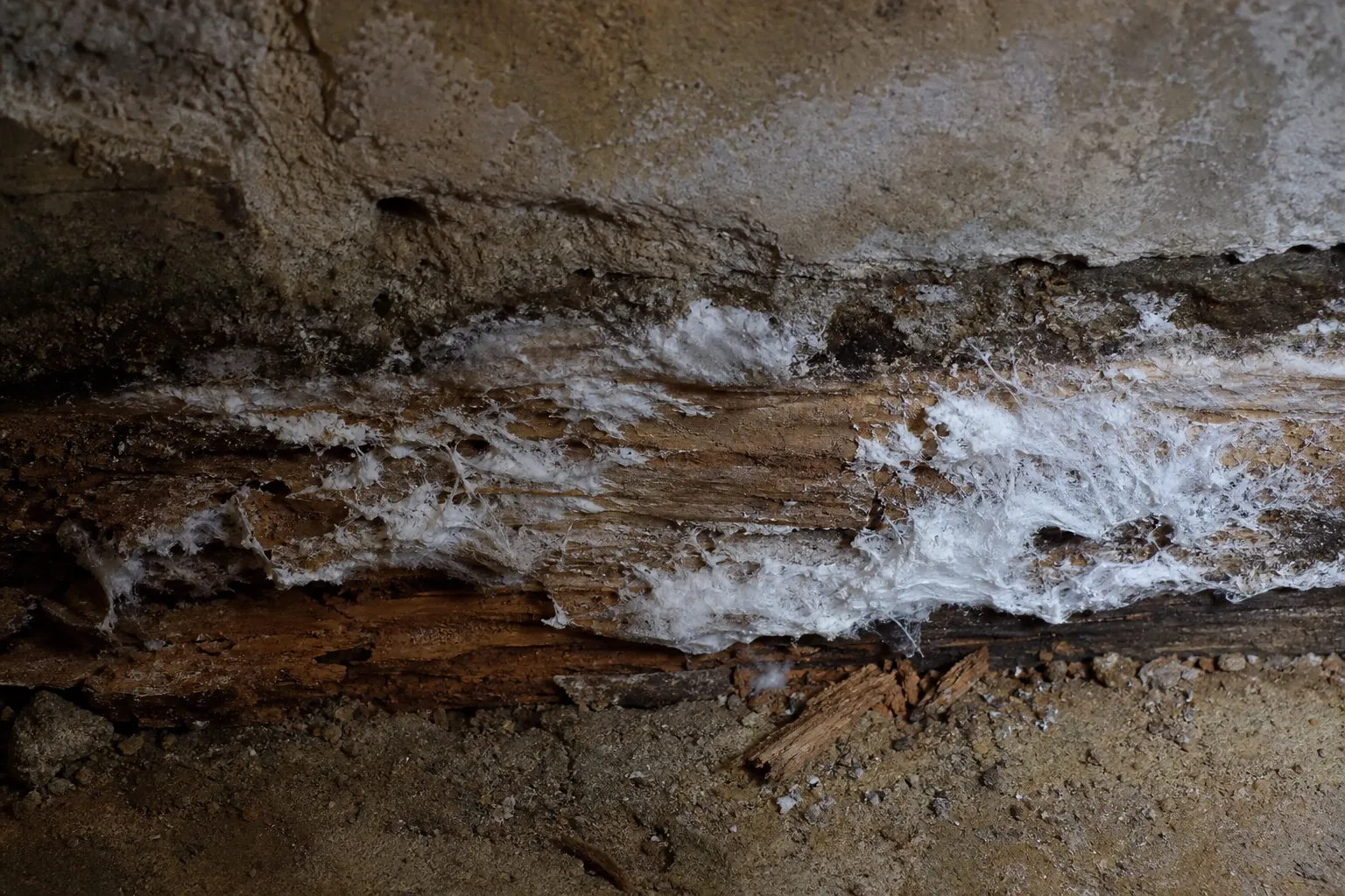 Filaments blancs de mérule et bois dégradé au bas d'un mur dans une cave humide