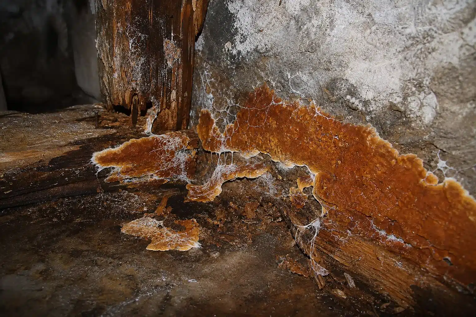 Mérule, champignon lignivore, sur du bois dans une cave humide