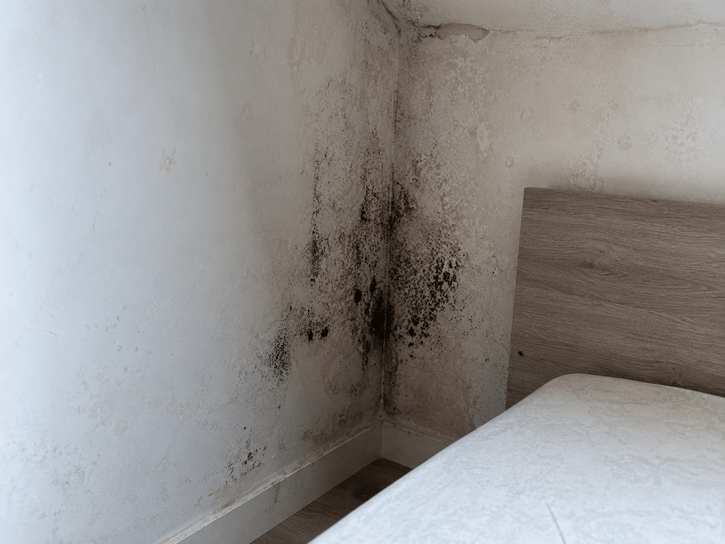 Moisissures dans l'angle d'un mur de chambre